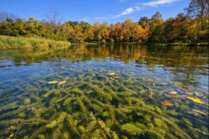 Milfoil forming a dense mat on water surface