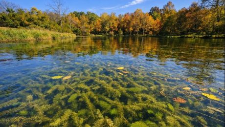 Autumn Reflections on a Clear Lake Milfoil forming a dense mat on water surface