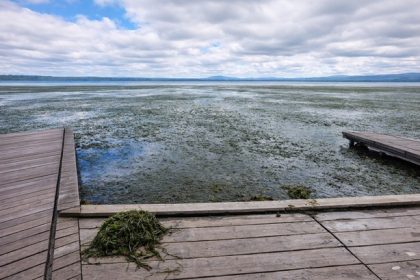 A recent environmental event at the lakefront of Lake Rotorua in New Zealand, where invasive aquatic weed surfaced in large quantities.
