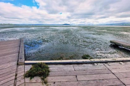 Lake weeds washing in to the shore, blanketing the lake surface.