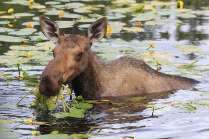 Moose standing in water eating aquatic plants.