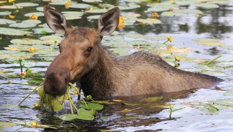 Moose standing in water eating aquatic plants.