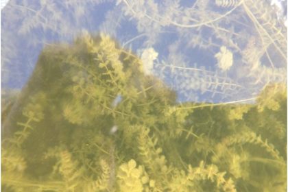 Healthy Eurasian Milfoil in Pewaukee Lake