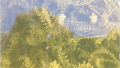 Healthy Eurasian Milfoil in Pewaukee Lake