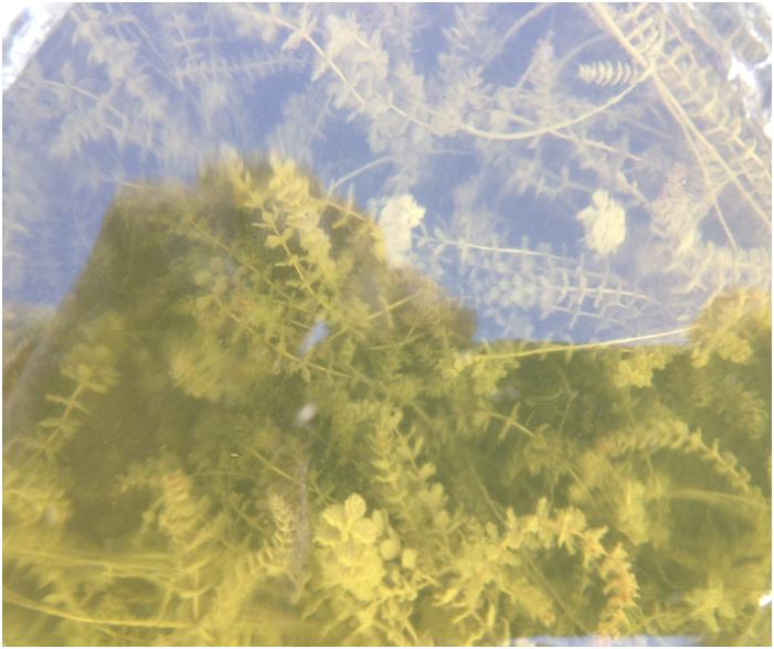 Healthy Eurasian Milfoil in Pewaukee Lake