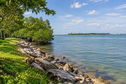 Natural shoreline with mangrove trees