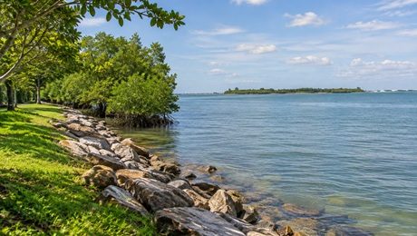 Natural shoreline with mangrove trees