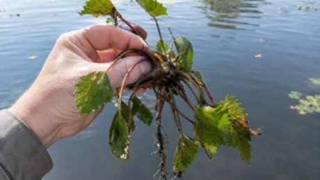 Invasive Water Chestnut forms dense mats that displace native species and interfere with recreational activities.