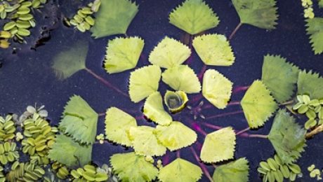 Invasive Water Chestnut