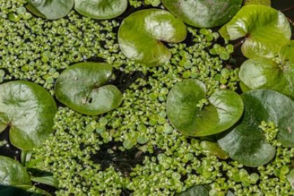 Floating Frogbit