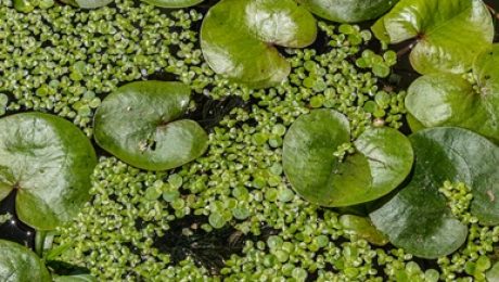 Floating Frogbit